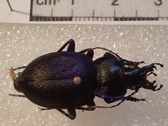 Carabus lusitanicus