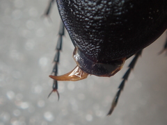 Carabus lusitanicus