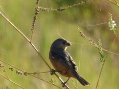 Sporophila hypoxantha
