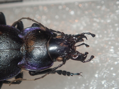 Carabus lusitanicus
