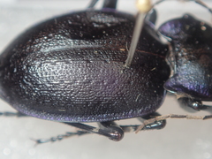 Carabus lusitanicus