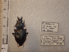 Carabus lusitanicus
