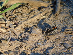 Traumatomutilla centralis