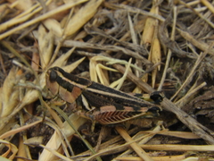 Dichroplus maculipennis