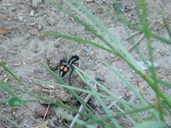 Traumatomutilla centralis