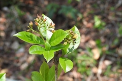 Hamelia calycosa