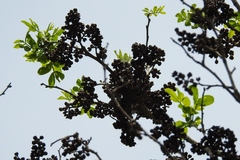 Zanthoxylum quassiifolium