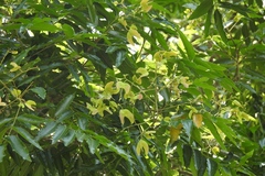 Thouinidium decandrum