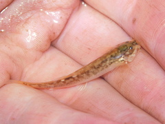 Trichomycterus corduvensis