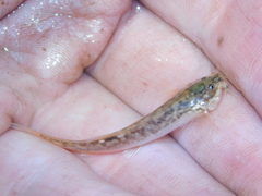 Trichomycterus corduvensis