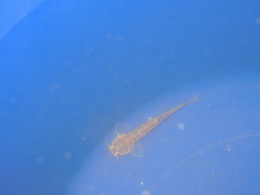 Trichomycterus corduvensis