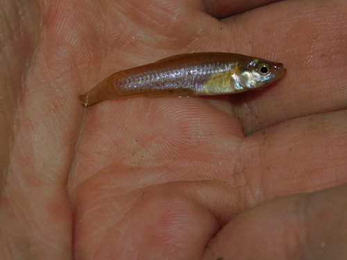 Onesided livebearer (Jenynsia multidentata) — Anablepidae — 2