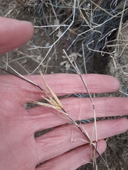 Muhlenbergia porteri