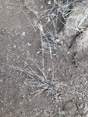 Muhlenbergia porteri