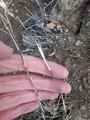 Muhlenbergia porteri