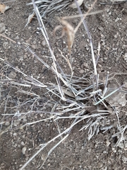 Muhlenbergia porteri