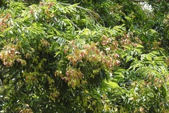 Thouinidium decandrum