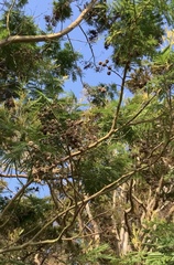 Dasineura rubiformis
