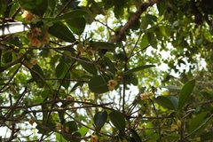 Ternstroemia tepezapote