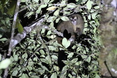 Aotus lemurinus