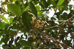 Ternstroemia tepezapote