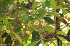 Ternstroemia tepezapote