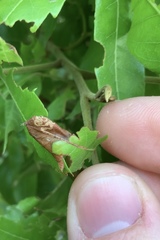 Conopomorpha cyanospila