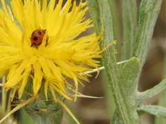 Hippodamia variegata