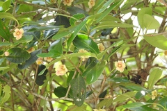 Ternstroemia tepezapote