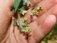 Thalictrum decipiens