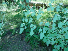 Thalictrum decipiens