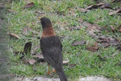 Turdus rufitorques