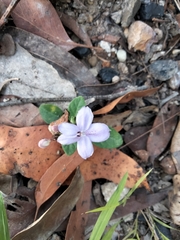 Pseuderanthemum variabile