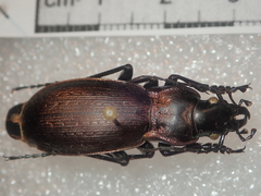 Carabus macrocephalus