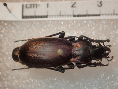Carabus macrocephalus