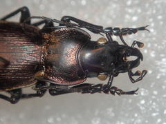 Carabus macrocephalus