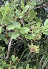 Eriophyes paratrophis