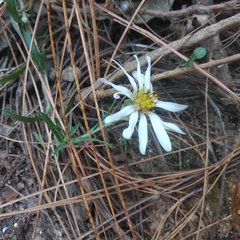 Symphyotrichum moranense