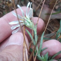 Symphyotrichum moranense