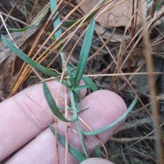 Symphyotrichum moranense