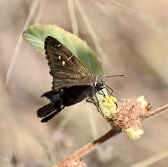 Thorybes dorantes santiago