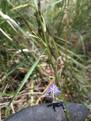 Caesia parviflora vittata