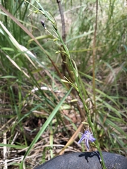 Caesia parviflora vittata