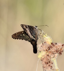 Thorybes dorantes santiago