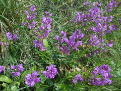 Polygala nicaeensis