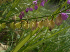 Polygala nicaeensis