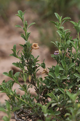 Dyschoriste crenulata