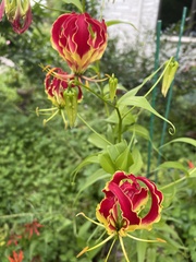 Gloriosa
