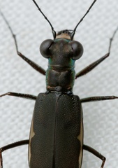 Myriochila semicincta