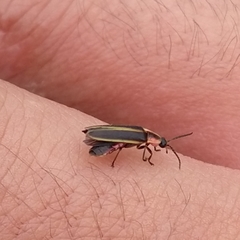 Paraphotinus tuxtlaensis